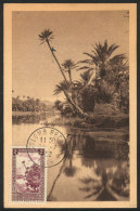 COLOMB-BECHAR: A Wadi, Palm Trees, Maximum Card Of 31/JUL/1952, VF Quality - Algerije (1962-...)