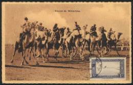 Maximum Card Of 1938, Topic CAMELS, VF Quality - Algeria (1962-...)