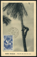 Collecting Coconuts, Maximum Card Of 10/JUL/1956, VF - Cartas & Documentos