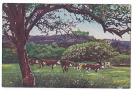 LA NORMANDIE PITTORESQUE. - Vaches Au Pâturage Normand. Editions Le Goubey - Allevamenti