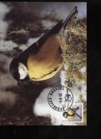 Belgie Buzin Vogels Birds 2460 8fr Maximumkaart RR 1/6/1992 Bruxelles  RR - 1991-2000