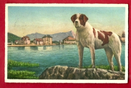 HBT-01  San Gottardo  Gotthardhospiz. Bernhardiner-Hund. Stempel S.Gottardo 1952.  Borelli Airolo 3018 - Airolo