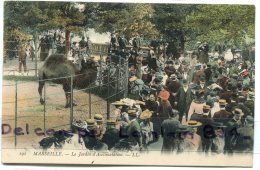 - 191 - MARSEILLE -  Le Jardin D'acclimatation, épaisse, Dromadaire, Animation, Non écrite, BE, Scans. - Parks, Gärten