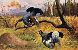 Chasse, Hunting Auerhahn Korhoen Black-Cock Volaille Illustrateur Oiseau  Geflügel Old Cpa. Ca. 1920 - Jagd