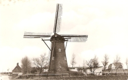 Nieuwvliet : Korenmolen ( Molen ) - Sluis