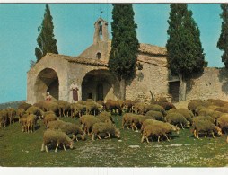 13 - Moutons Et Femme Bergére Devant La Chapelle St SIXTE à Eygalieres - Eyguieres