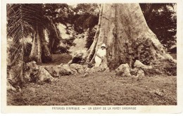 CPA GABON DIVERS - Paysages D'Afrique - Un Géant De La Forêt Gabonaise - Gabon