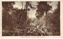 CPA GABON DIVERS - Paysages D'Afrique - Coin De Forêt Au Gabon - Gabon