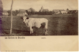 Assche Asse Les Environs De Bruxelles (panorama) - Asse