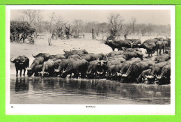 BUFFALO - TROUPEAU DE BUFFLES E ZAMBIE - Carte Vierge - Zambie