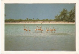 R3008 Bahamas - L'Isola Di Calcos - Cartolina Con Legenda Descrittiva - Edizioni De Agostini - Amérique