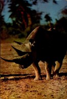 FAUNE AFRICAINE..RHINOCEROS...CPM - Rinoceronte
