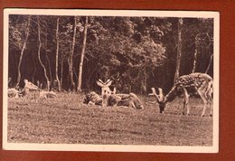 1 Cpa Parc Zoologique De Cleres Cerfs - Clères