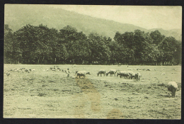 TIMOR PORTUGUÊS - Um Campo De Pastagem - Oost-Timor