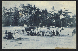 TIMOR PORTUGUÊS - Tipos E Costumes (Acampamento) - East Timor