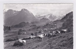 Les Sciernes D´Albeuve. Pâturage, Troupeau Avec Berger - Albeuve