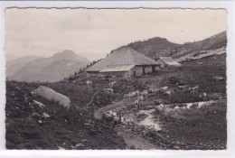 Les Sciernes D´Albeuve, Chalet De Lys Avec Troupeau De Vaches - Albeuve