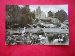 CPSM PHOTO GLACEE ALLEMAGNE CARL HAGENBECK'S TIERPARK HAMBURG STELLINGEN VOGELTEICH  N0N VOYAGEE - Stellingen