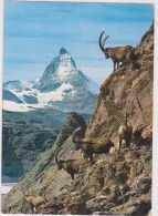 SUISSE,HELVETIA,SWISS,SWITZERLAND,SVIZZERA,SCHWEIZ,ZERMATT ,VALAIS,animaux - Zermatt