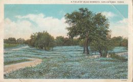 50542- SAN ANTONIO- A FIELD OF BLUE BONNETS, FLOWERS - San Antonio