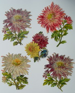 Fin XIXème : LOT 5 Chromos Découpis FLEURS DE CHRYSANTHEME Différentes - Fleurs