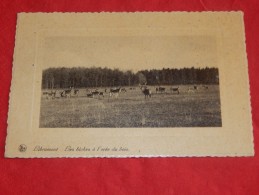 LIBRAMONT  -  Les Biches à L'orée Du Bois - Libramont-Chevigny