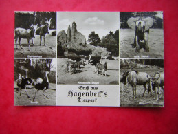 CPSM ZOO ALLEMAGNE  GRUSS AUS HAGENBECK'S TIERPARK  HAMBURG STELLINGEN VOYAGEE 1956 TIMBRE - Stellingen