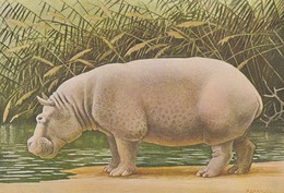 ANIMAUX---HIPPOPOTAME--ILLUST.  P. BARRUEL-- Voir 2 Scans - Hippopotames