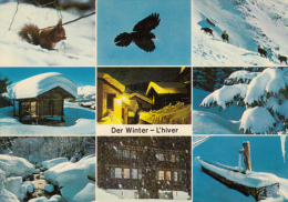 50904- SWISS WINTER LANDSCAPES, SQUIRREL, EAGLE, CHAMOIS, CHALET, SPRING, MANOR - Cham