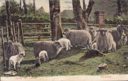 United Kingdom PPC Scotland Kilmory Sheep And Lambs D. McKay, Stationer FURNACE 1905 To South Africa (2 Scans) - Ayrshire