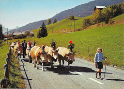 Zwitserland/Die Schweisz/Suisse, Alpaufzug, 1977 - Zug
