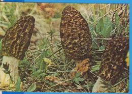 MUSHROOMS MORCHELLA PYRAMIDALIS  ROMANIA POSTCARD UNUSED - Mushrooms