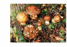 Cpm - Champignons Cépes - Champignon Cèpe - édit La Clé Des Champs  231 - 1994 - Pilze