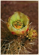 CPSM Fleurs-Cactus   L2254 - Cactus