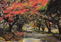 51061- SAINT BARTHELEMY- IN THE SHADE OF THE FLAME TREES, CAR - Saint Barthelemy