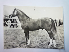 CHEVAL  :  ETALON  PUR SANG ARABE  (élevage Anglais)  -  Carte  PUB  SOUFRANE  1963 - Horses