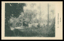 GUINÉ-BISSAU - Sous-bois ( Nº 25)  Carte PostalE - Guinea-Bissau