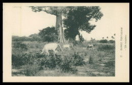 GUINÉ-BISSAU - Un Troupeau ( Nº 27)  Carte PostalE - Guinea-Bissau