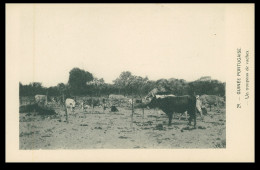 GUINÉ-BISSAU - Un Troupeau De Vaches  ( Nº 29)  Carte PostalE - Guinea-Bissau