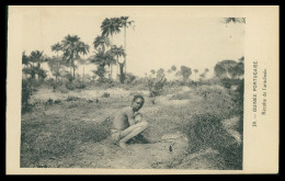 GUINÉ-BISSAU - Recolte De L'arachide. ( Nº 39)  Carte PostalE - Guinea-Bissau
