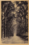 MARIEMONT : Avenue Du Château - Morlanwelz