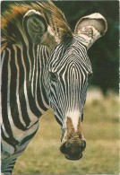 R3216 Zebra Di Grant - Zebre - Equus Granti / Non Viaggiata - Zebras