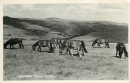 Ponies, Dartmoor, Devon, England RP Postcard Unposted - Altri