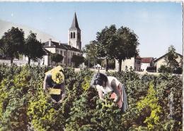 74 / 74 - Savoie - Léman - Faucigny - La Cueillette Des Framboises - Faucigny