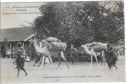 Delcampe - ⭐ Sénégal - Carte Postale - Dakar - Transport Des Arachides Au Sénégal ⭐ - Senegal