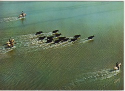 TAUREAU DE CORRIDA  - GARDIANS ET MANADE DE TAUREAUX - TRAVERSANT UN ETANG EN CAMARGUE - Taureaux