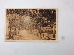 Carte Postale Ancienne : AIGUES-VIVES : L'Avenue - Aigues-Vives