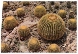 (ORL 670)  Spain  - Elche Cactus Garden - Cactus