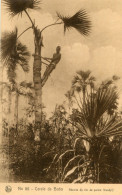 HAUTE VOLTA(BOBO DIOULASSO) ARBRE(PALMIER) - Burkina Faso