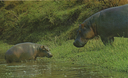 CPM ANIMAL Hippopotame Avec Son Petit "African Wild Life" - Hippopotamuses